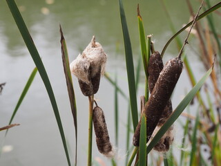Breitblättrige Rohrkolben – Flaschenputzer