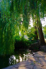 willow tree and pond in the park