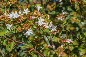 Abeja en flores. Bee on flowers