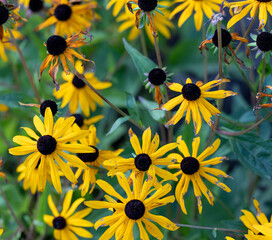 Field of yellow flowers of orange coneflower also called rudbeckia, perennial black-eyed susan