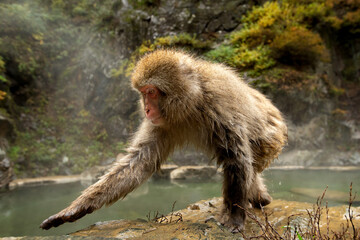 ニホンザル  地獄谷