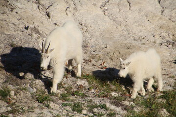 Mountain Goats, Jasper National Park, Alberta