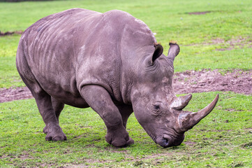 White rhinoceros graze in the field