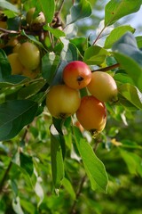 quinces on a branch