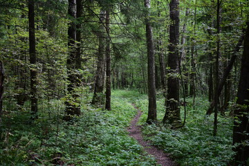 path in forest