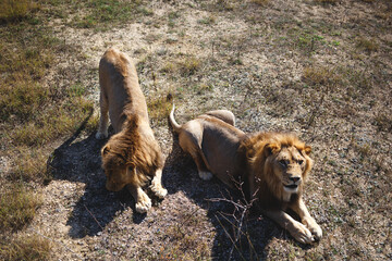 two adult lions lie on the grass