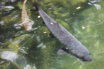 fish in the water