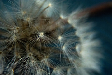 
fluffy white dandelion close up