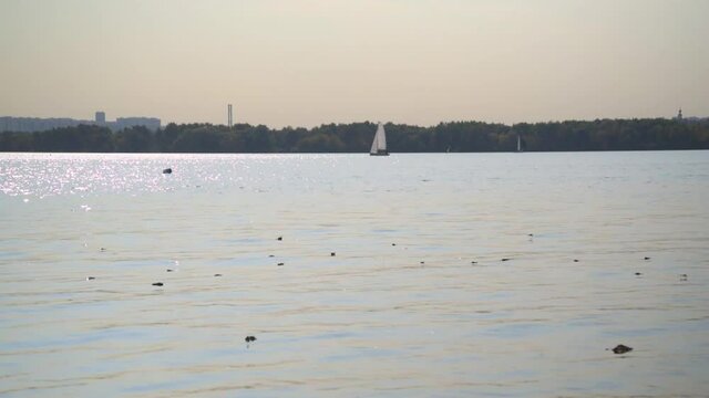 Windsurfing on the lake in Moscow, Strogino. The concept of sports and entertainment.