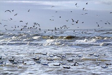 Large numbers of seagulls having a feast meal of shells and shellfish in the surf on a winters day