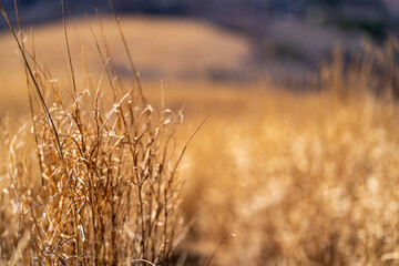 Obraz premium autumn in the field