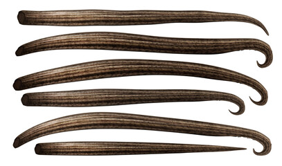 Set of dried organc vanilla sticks isolated vector