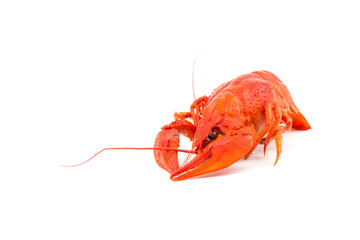 Boiled Fresh Crayfish,Crawfish,  isolated on white background