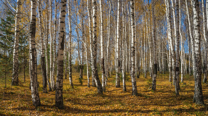 forest in autumn