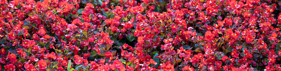 Floral background of bright red flowers in the garden begonias