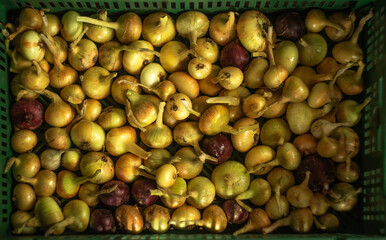 Box with onion harvest