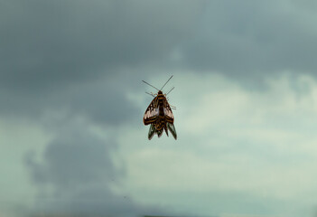 Butterfly perched on a glass window with sky view background. Copy space, Selective focus.