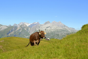 Almsommer in der Schweiz. Kühe und Kälber auf der Almweide