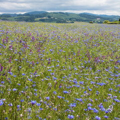 champ de fleurs bleues et violettes devant les monts du Beaujolais dans le Rhône