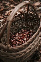 basket of chestnuts