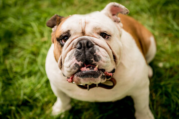 Portrait of cute english bulldog at the park.