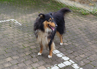a collie dog walking on a street