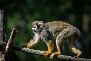 Totenkopfäffchen III