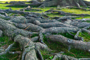 Kanazawa Kenrokuen garden in Japan