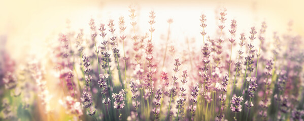 Obraz na płótnie Canvas Soft focus on lavender flowers, flowering lavender flowers, lavender lit by sunlight