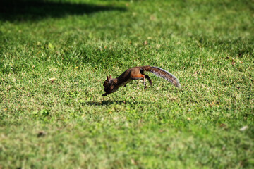 Squirrel jumping in freshly cut grass in the summer