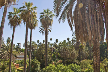 Palm tree jungle with a blue sky background