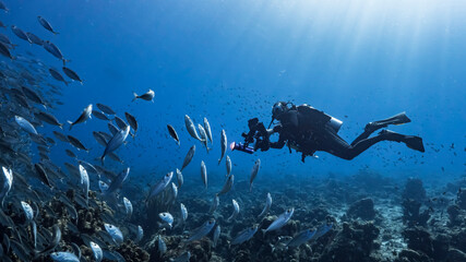 Diver / underwater photographer and Bait ball / school of fish in turquoise water of coral reef in Caribbean Sea / Curacao