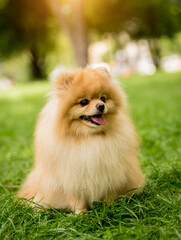 Portrait of cute pomeranian dog at the park.