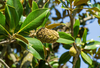 Fototapeta premium Fruits or cones of Evergreen Southern Magnolia (Magnolia Grandiflora) with green leaves in city park Krasnodar. Public landscape 'Galitsky park' for relaxation and walking in sunny autumn 2020