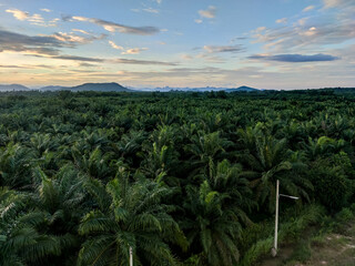 Fototapeta na wymiar Industrial plantation palm