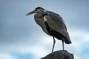 Silberreiher Seitenprofil