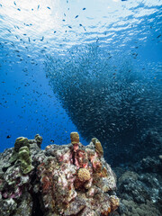 Fototapeta na wymiar Bait ball / school of fish in turquoise water of coral reef in Caribbean Sea / Curacao