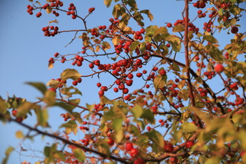 red apple tree