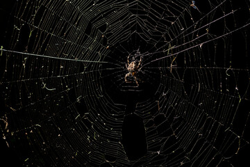 big scary spider on a spider web at night
