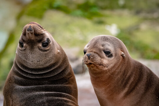 Seel&ouml;wenbaby III