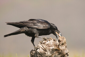 A comer © Simón R.B