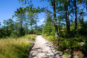 Hiking trail in Beskid Sadecki in Poland, mountains and forest landscape