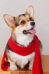 Sitting corgi pembroke dog in red scarf on light gray background
