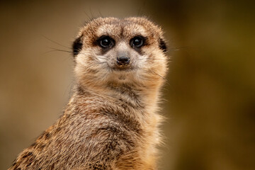 Erdmännchen im Zoo VI
