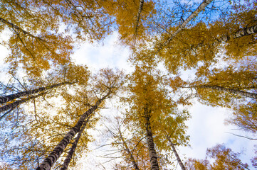 Beautiful yellow birch forest in autumn