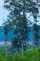 Straw-coloured fruit bat (Eidolon helvum), Bat migration, Kasanka National Park, Serenje, Zambia, Africa