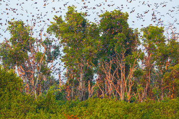 Fototapeta na wymiar Straw-coloured fruit bat (Eidolon helvum), Bat migration, Kasanka National Park, Serenje, Zambia, Africa