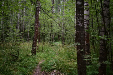 Obraz premium trees in the woods