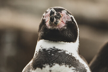 Pinguin Close up
