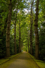 Fototapeta premium Walk on the Azores archipelago. Discovery of the island of Sao Miguel, Azores. Furnas
